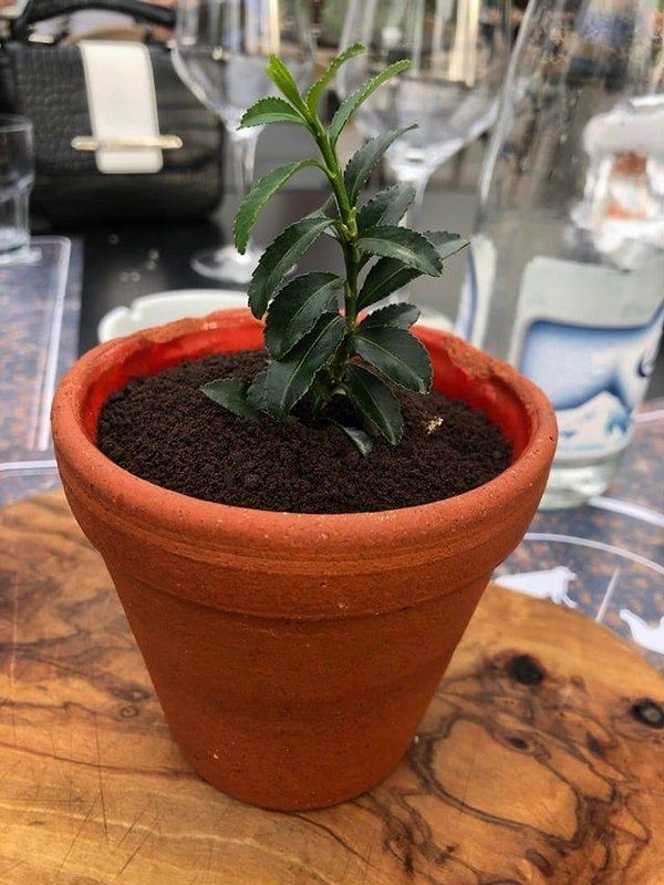 18. "На самом деле это был тирамису. Верхний слой - это измельченное Орео. Вкусно, но как они до этого додумались?!"