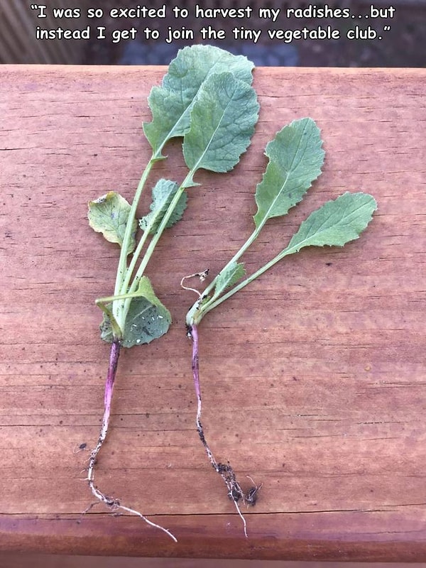 6. "Я так ждал сбора своего долгожданного урожая редиса!"