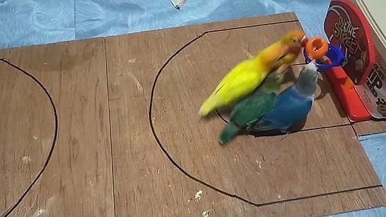Мужчина научил попугаев играть в баскетбол двое на двое, и это очень захватывающая игра!