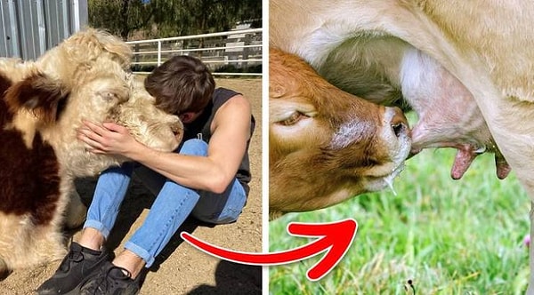 6. Коровы, которых называют по имени, производят на 258 литров молока больше, чем безымянные.