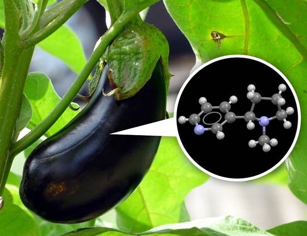 3. Баклажаны содержат никотин.