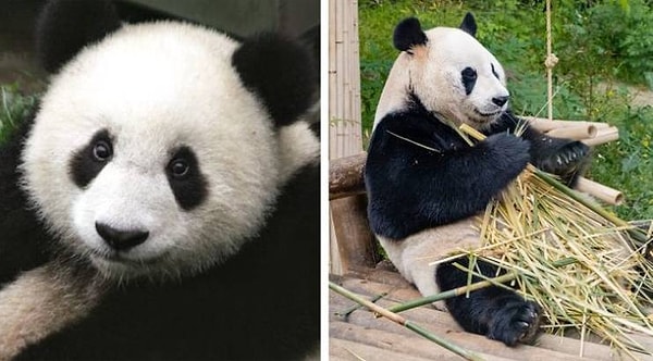 15. Панды способны имитировать беременность.