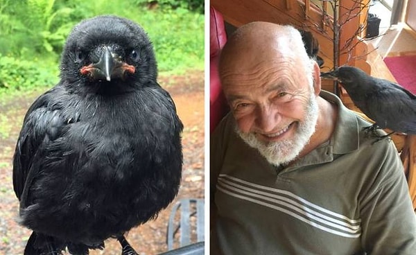 16. Вороны умеют обижаться.