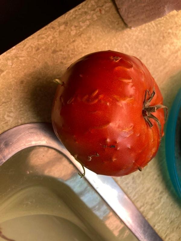 10. "Bu domatesi yanlışlıkla güneşli bir yere bırakmıştım. Hemen filizlenmeye başlamış!"