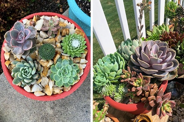 16. «Аранжировка, которую я сделал, выглядит отлично. До и после. Разница около 5 месяцев».