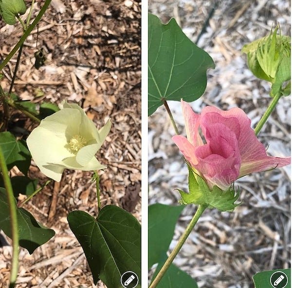 23. «Цветок хлопка до и после опыления. Розовый был опылен».