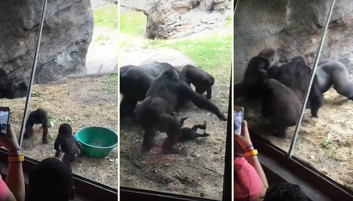 Yavru Gorillerin Arasındaki Gerginliğe Ebeveynleri de Dahil Olunca Ortalık Savaş Alanına Döndü