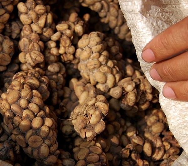 2. Dünyanın en pahalı kahve türlerinden biri, bir Asya palmiye misk kedisi tarafından yenir ve dışkısı da bulunan parçacıklar 700 dolara kadar çıkabilen kahve çekirdekleri olan Kopi Luwak'tır.