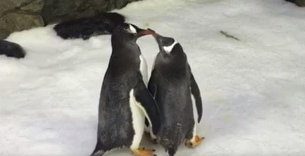Birbirlerine evlilik anlamına gelen 'özel taş' veren Magic ve Sphen adlı erkek penguenler yuvalarını diğer çiftlerden daha itinalı bir şekilde yapıyorlar.