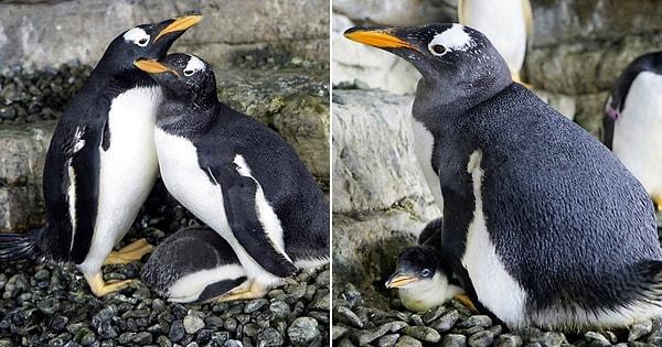 O çift şimdi Melbourne'deki Sea Life Akvaryum'da yumurtadan çıkan yeni bir Gentoo Pengueni yavrusunun gururlu ebeveynleri oldu.