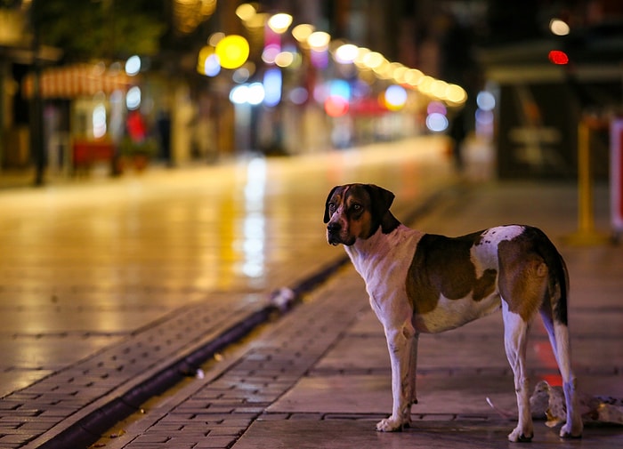 Sokağa Çıkma Kısıtlaması Bu Hafta Sonu da Uygulanacak: Yasak Saatleri Ne, Kimler Muaf?