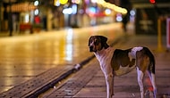 Sokağa Çıkma Kısıtlaması Bu Hafta Sonu da Uygulanacak: Yasak Saatleri Ne, Kimler Muaf?