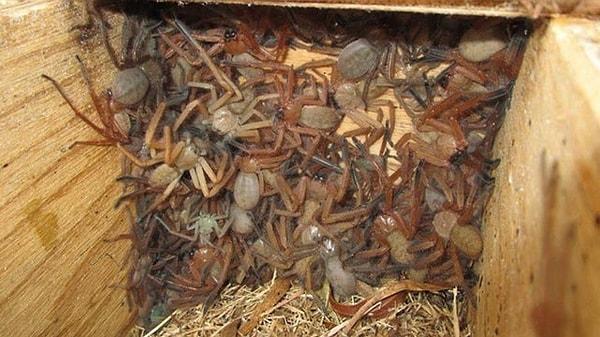 1. Avustralya'da bulunan avcı örümcekler: