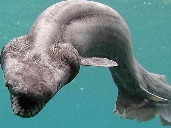13. "Japonya'da 2007 yılında balıkçılar tarafından 60 cm uzunluğunda bir köpek balığı bulunmuştur."