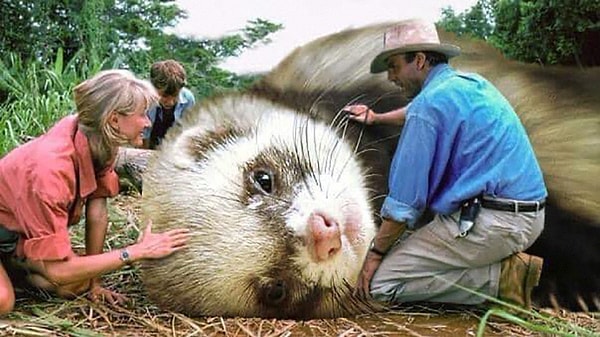 Кто-то заменил динозавров в "Парке Юрского периода" на хорьков, и фотографии стали вирусными