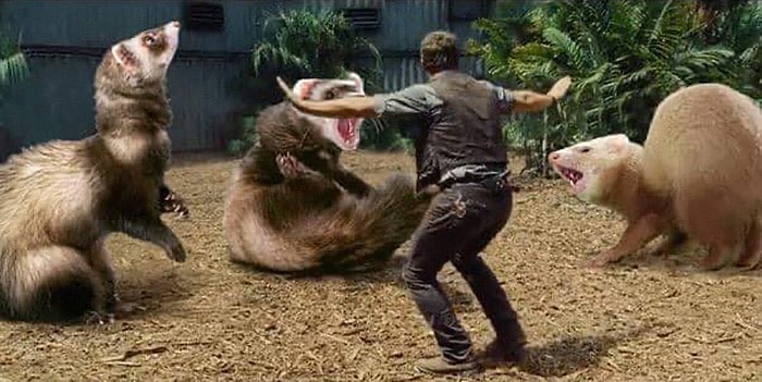 Кто-то заменил динозавров из "Парка Юрского периода" на хорьков, и эта версия даже лучше оригинала