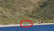 Yunan Askerlerinin Ölüme Terk Ettiği Kaçak Göçmenleri Türk Sahil Güvenliği Kurtardı