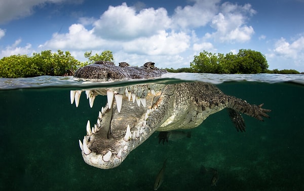 10. Номинант: Коллективное портфолио