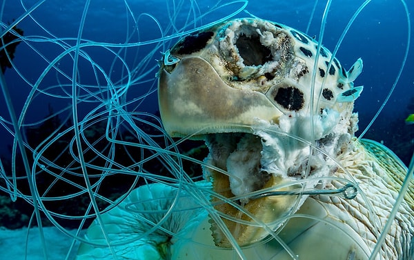 26. Номинант: Коллективное портфолио