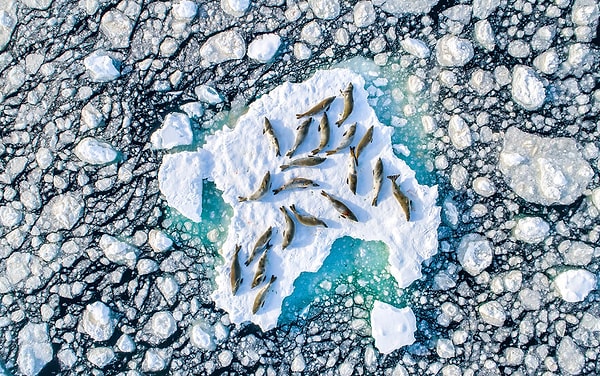 27. Номинант: Коллективное портфолио