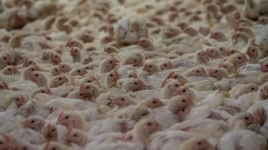 Hayvan Öldürülmeden Üretilen Kültür Eti, Dünyadaki İlk Onayı Singapur
