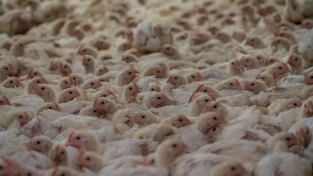 Hayvan Öldürülmeden Üretilen Kültür Eti, Dünyadaki İlk Onayı Singapur'dan Aldı