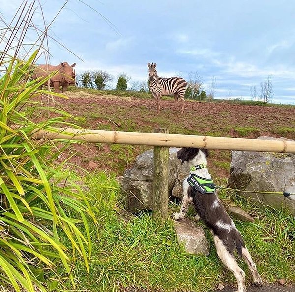 9. Инди - спрингер-спаниель, обучающийся в Африке, чтобы стать собакой для обнаружения мяса диких животных. Здесь в зоопарке South Lakes Safari Zoo Инди привыкает к запахам и звукам животных.