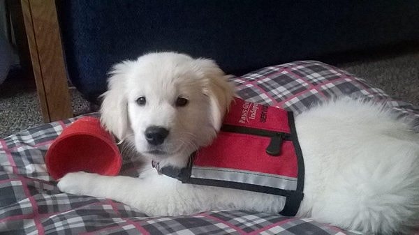 18. Помощник растет