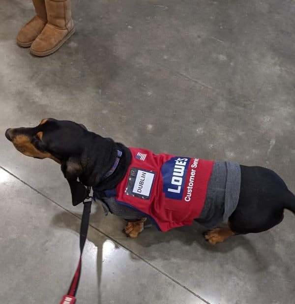 19. Служебная собака приходит на работу с сотрудником с тяжелой эпилепсией, и фирма обеспечила его даже униформой!