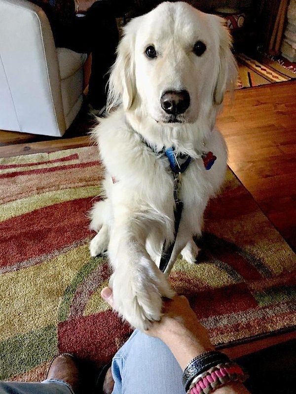 26. Собака медицинского реагирования уровня мастер.