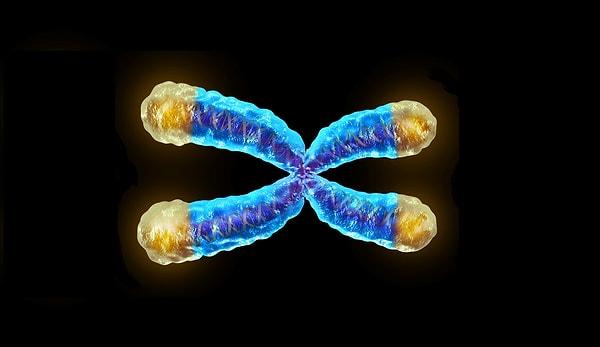Bilim insanları bu çalışmanın üstüne devam ederlerken Elizabeth Blackburn ve ekibi hücre ömrünün telomerlere bağlı olduğunu buluyor.
