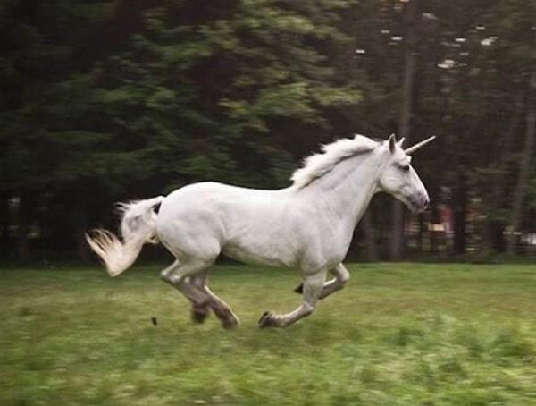 5. Kızı Unicorn yani tek boynuzlu bir at isteyince Pablo Escobar ona bir at alıp başına bir koni, sırtına da kanatlar zımbaladı. At bu yüzden enfeksiyon kapıp öldü.
