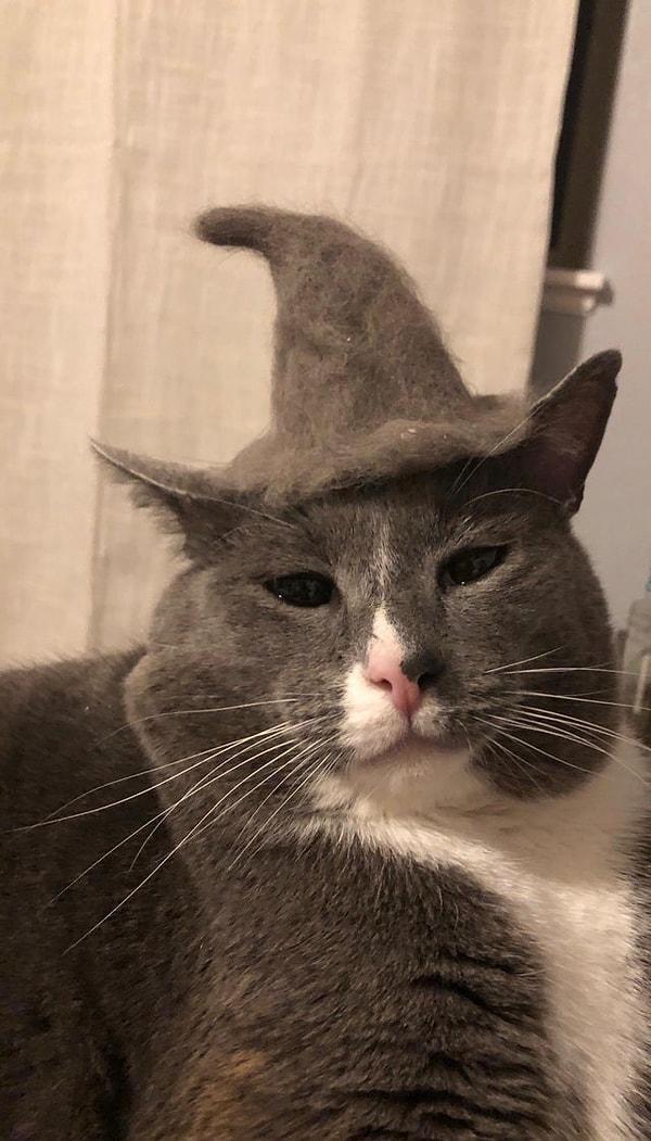 15. "Kedimin kendi tüyünden ona şapka yaptım."