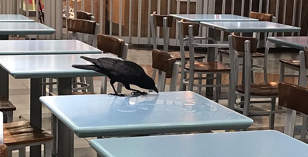 «Я канадец и работаю в Новой Зеландии. Здесь птицы летают внутри зданий...»