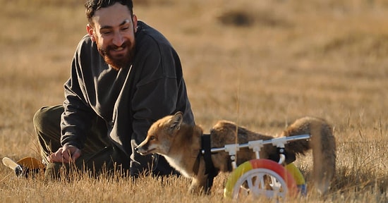 'Hayat Tamircisi' Bu Kez Felçli Tilkiyi Yürüttü