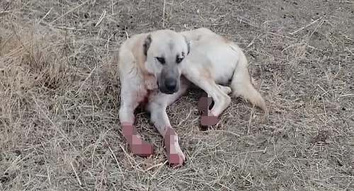 Köpeği Motosikletinin Arkasına İple Bağlayarak Sürükleyen Kişiye Para Cezası