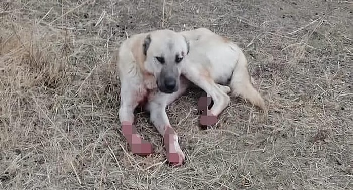 Köpeği Motosikletinin Arkasına İple Bağlayarak Sürükleyen Kişiye Para Cezası