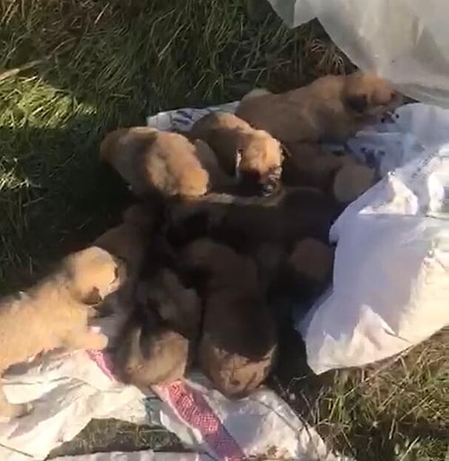 Ölmek Üzerelerdi: Çuvalın İçine Konulan 12 Yavru Köpeği Hayvanseverler Kurtardı