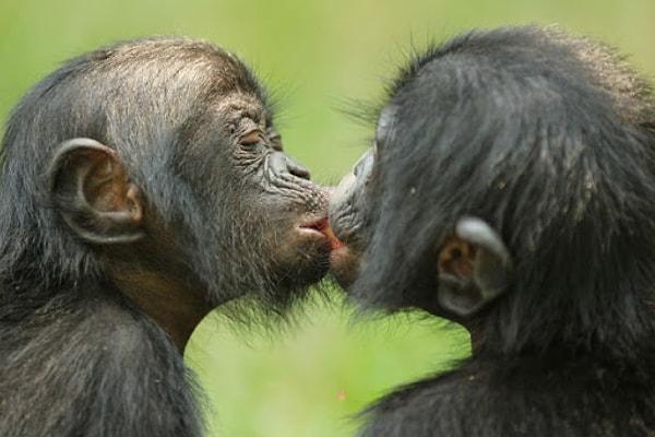 Peki, öpüşmeyi öğrendik mi yoksa doğuştan gelen içgüdüsel bir davranış mı, evrimle mi geldi?
