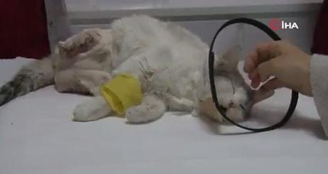 Diyarbakır'da 'Eve Bağlama Büyüsü' İçin Ayakları Kesilen Kedi Hayatını Kaybetti