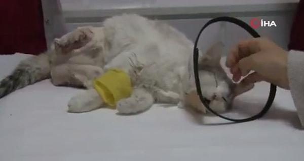 Diyarbakır’ın Kayapınar ilçesi Diclekent Mahallesi'nde bulunan bir sitede kedinin ayakları kesik halde bulundu.