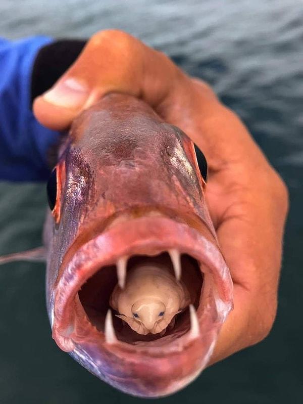 5. Marangoz balıklarının dilini yiyen bir parazit: