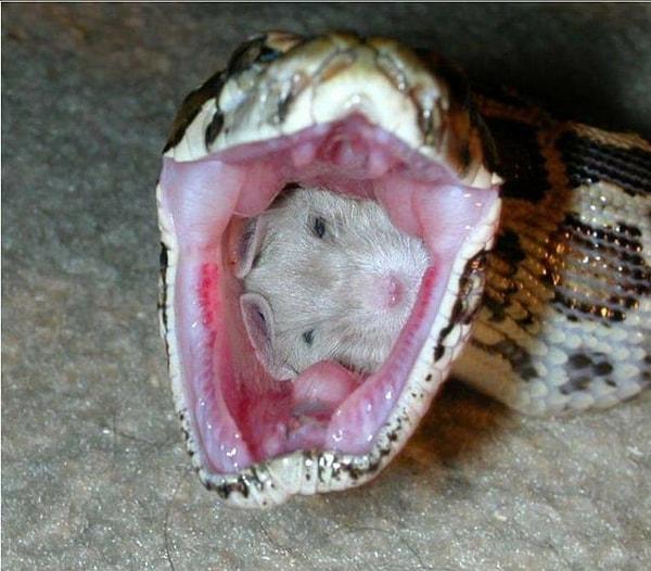 2. Canlı canlı bir fareyi yiyen yılan: