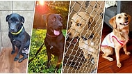 Köpeklerin Sahiplenildikten Sonra Hayatlarının Nasıl Değiştiğini Gösterirken Kalbinizi Isıtacak 27 Fotoğraf