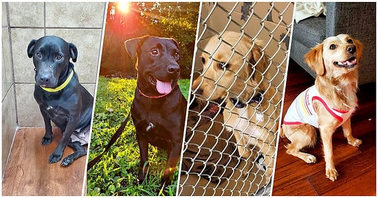 Köpeklerin Sahiplenildikten Sonra Hayatlarının Nasıl Değiştiğini Gösterirken Kalbinizi Isıtacak 27 Fotoğraf