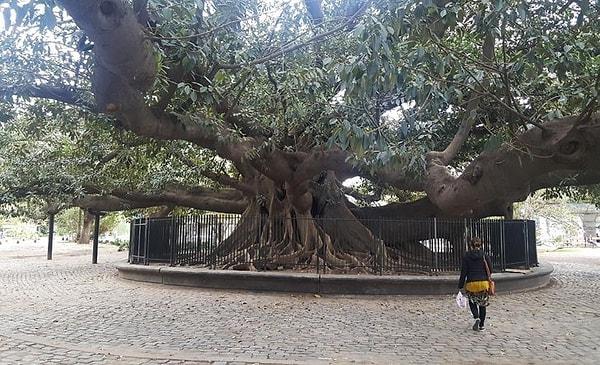 24. Yaklaşık 1791'de dikilen, Buenos Aires'in en eski ağaçlarından biri: