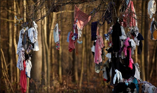 1. Вот так выглядят "целебные" деревья на севере Франции, к которым приходят люди, когда лекарства или врачи не могут им помочь.