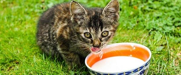 7. "Kediler sütü çok sever."