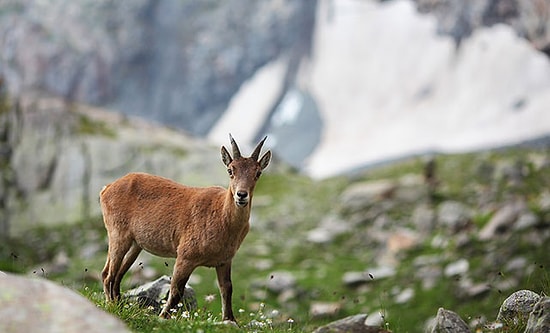 Antalya ve Isparta'da 47 Yaban Keçisi Avı İptal Edildi