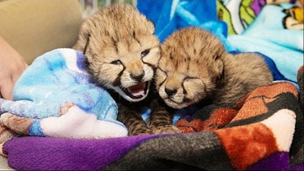 4. Çita yavruları tüp bebek yöntemiyle dünyaya geldi.